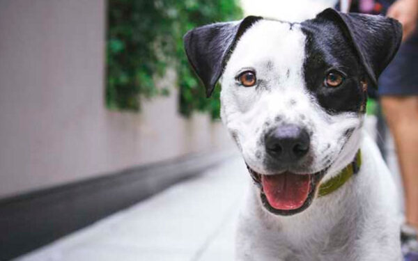 Os cães podem sentir o mal em outras pessoas