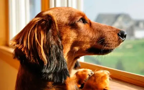 Os cães podem sentir o mal em outras pessoas