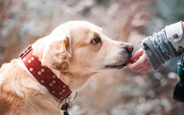 Os cães podem sentir o mal em outras pessoas