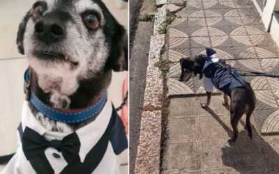 Pajem de casamento, cachorro foge antes da cerimônia 