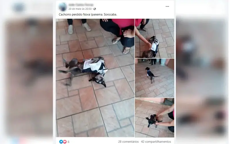 Pajem de casamento, cachorro foge antes da cerimônia e mobiliza os convidados em sua busca Pajem de casamento, cachorro foge antes da cerimônia