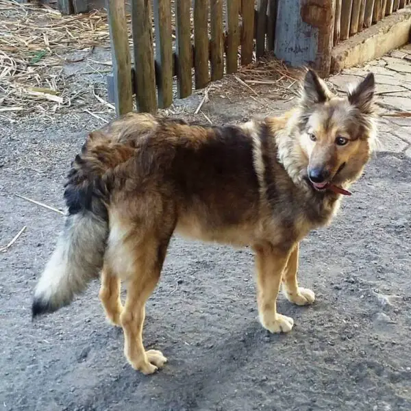 raças caninas em risco de extinção