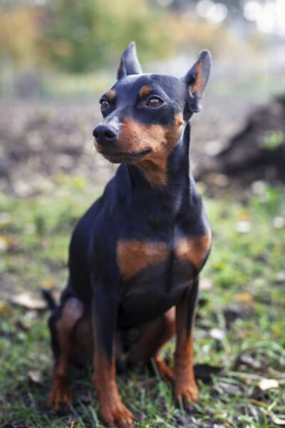 raças caninas em risco de extinção