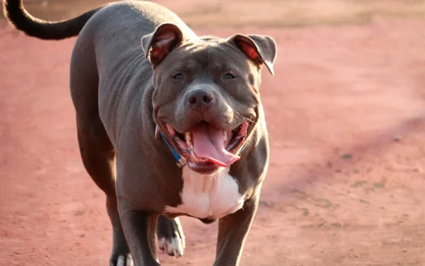 Pitbull ou buldogue