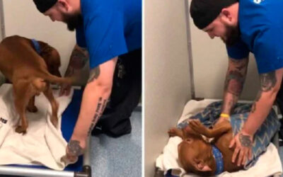 Pitbull resgatado insiste que o coloquem na cama toda noite