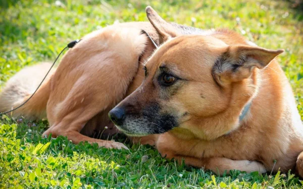 raças caninas em risco de extinção