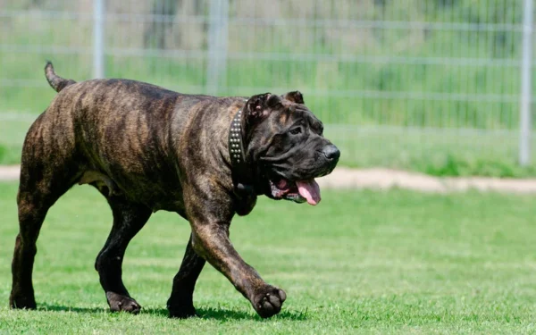 raças caninas em risco de extinção