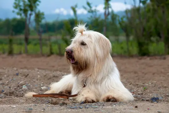 raças caninas em risco de extinção