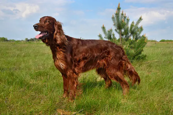 raças caninas em risco de extinção