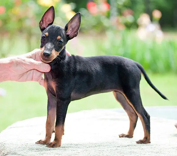 raças caninas em risco de extinção