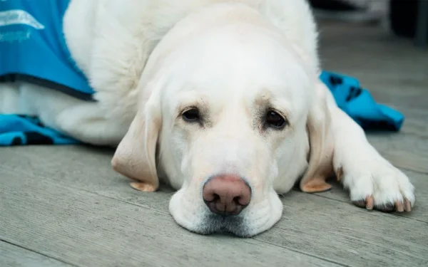 Vacinas para cães: um guia completo 