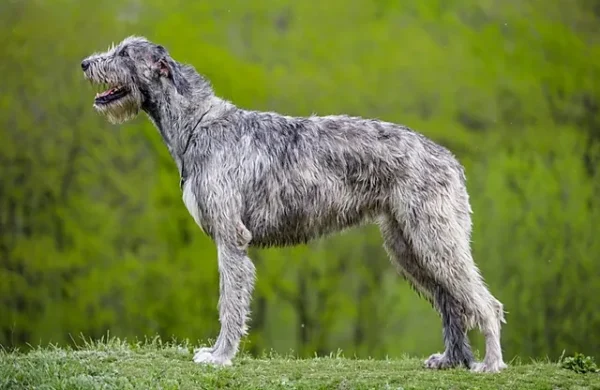 raças caninas em risco de extinção