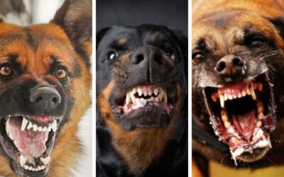 Top 10 dos cachorros mais bravos e agressivos 