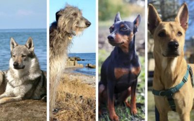 29 raças caninas em risco de extinção 