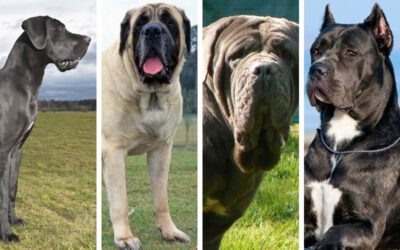 raças dos maiores cães da Terra