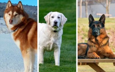As 20 raças de cachorros mais queridas no Brasil 