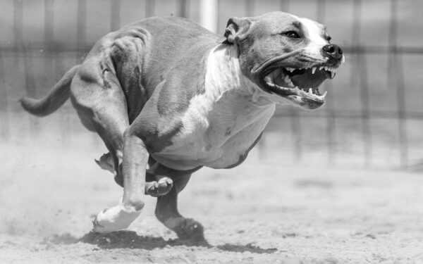 O ranking dos cachorros mais bravos e agressivos