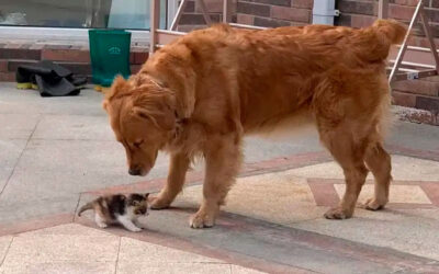 Cachorro conduz o tutor até uma gatinha abandonada e insiste em levá-la para casa