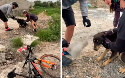 Cachorro mostra toda sua alegria ao ser salvo por ciclistas