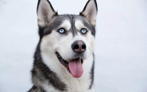 raças de cachorros com olhos azuis