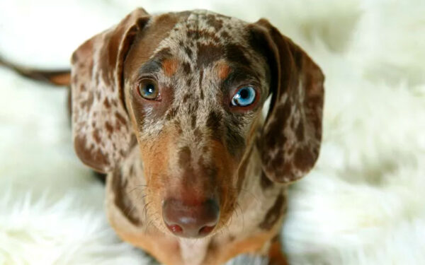 raças de cachorros com olhos azuis