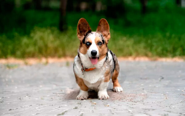 raças de cachorros com olhos azuis