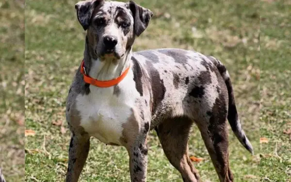 15 raças de cachorros com olhos azuis raças de cachorros com olhos azuis