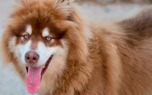 raças de cachorros com olhos azuis