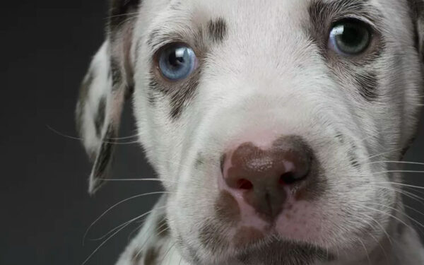 raças de cachorros com olhos azuis