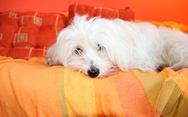 Como os cachorros sabem que os donos estão chegando?