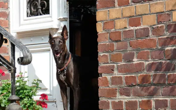 Como os cachorros sabem que os donos estão chegando?