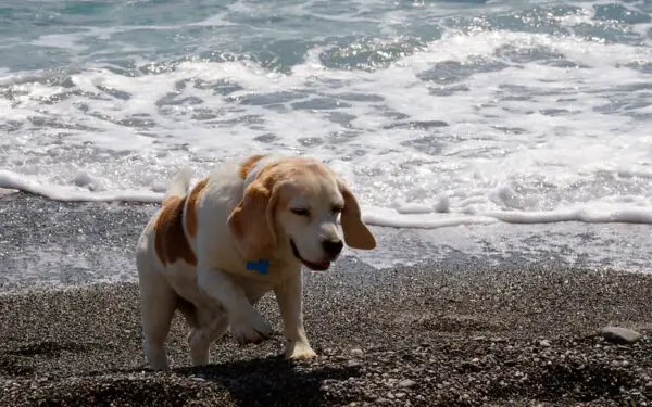 razões para adotar um cachorro idoso