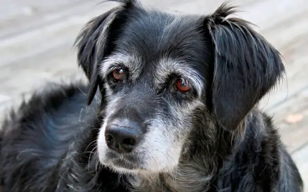 razões para adotar um cachorro idoso