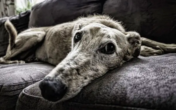 sinais de que você não está pronto para ter um cachorro