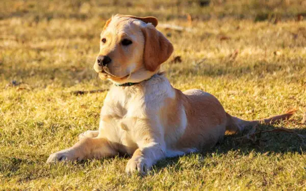 sinais de que você não está pronto para ter um cachorro