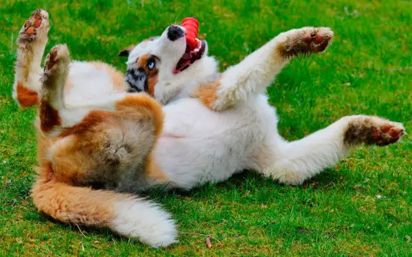 sinais de que você não está pronto para ter um cachorro