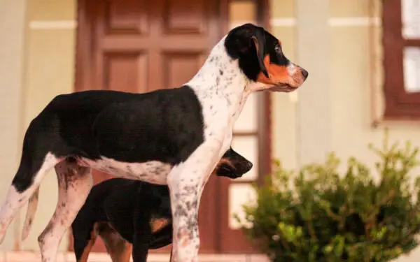 sinais de que você não está pronto para ter um cachorro