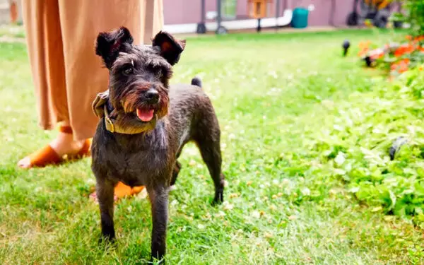 sinais de que você não está pronto para ter um cachorro