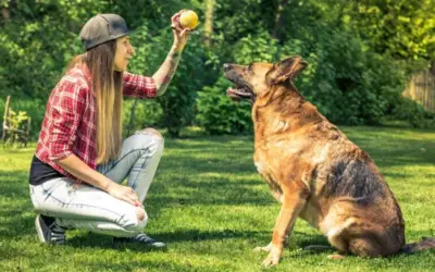 Dicas e truques para ensinar um filhote de cachorro 1