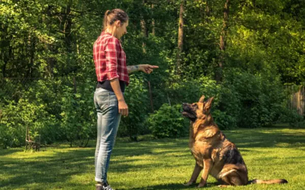 Dicas e truques para ensinar um filhote de cachorro