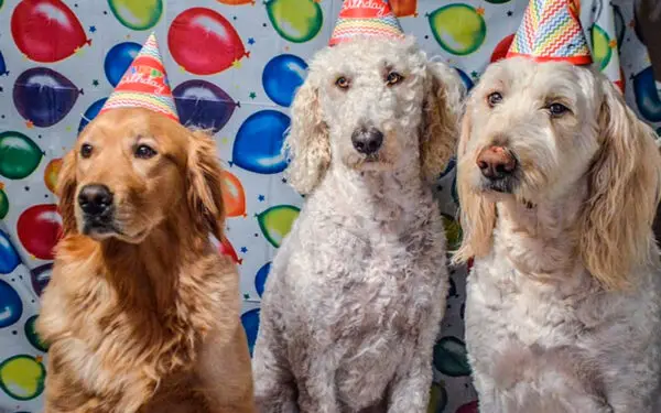 Dicas para celebrar o aniversário do cachorro