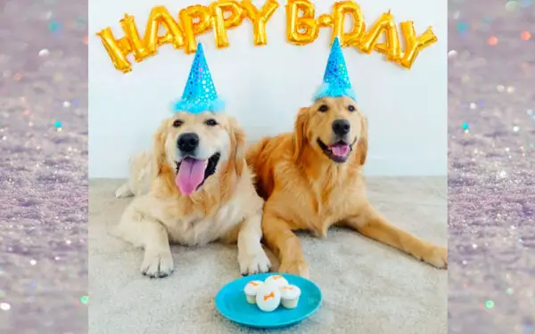 Dicas para celebrar o aniversário do cachorro