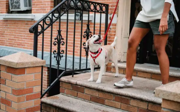 Dicas para facilitar o passeio do cachorro