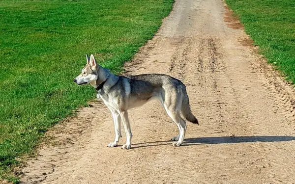 Dicas para facilitar o passeio do cachorro