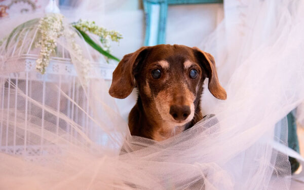 Dicas para incluir o cachorro na cerimônia de casamento