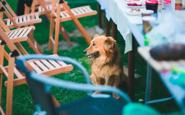 Dicas para incluir o cachorro na cerimônia de casamento