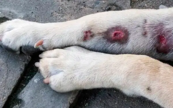 Manchas vermelhas na pele do cachorro: o que pode ser?