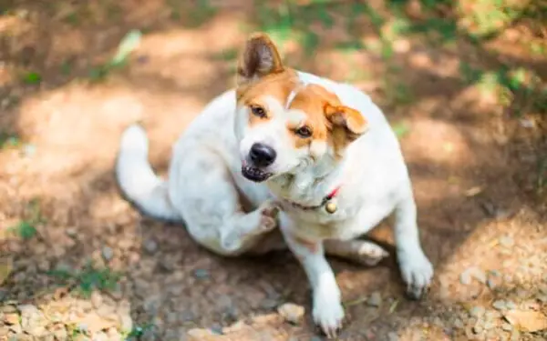 Manchas vermelhas na pele do cachorro: o que pode ser?