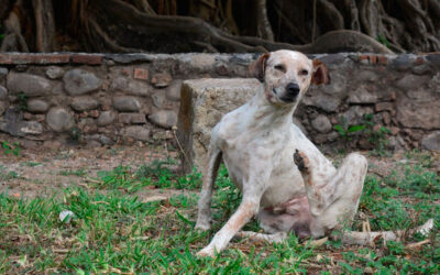 Manchas-vermelhas-na-pele-do-cachorro-1