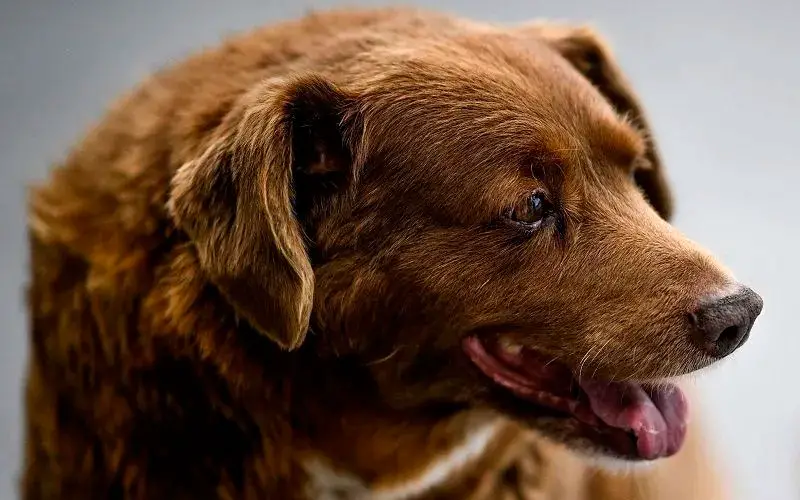 Conheça Bobi, o cachorro mais velho do mundo O-cachorro-mais-velho-do-mundo-1